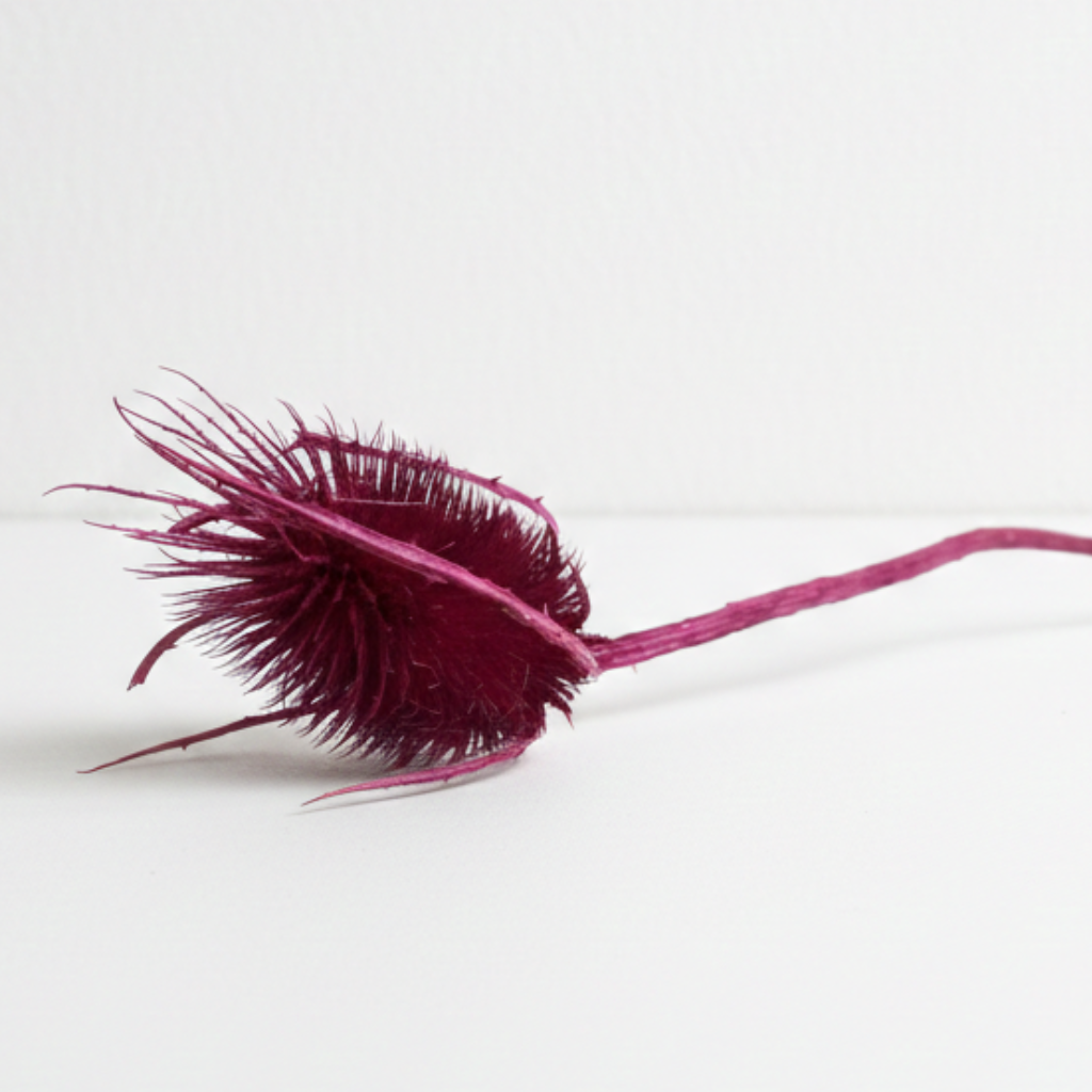 Sušený Bodlák (Cardi palustri) – erika detail